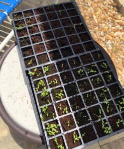 Burpee Self-Watering Seed Starter Tray, 72 Cells 72 Cell Self-Watering Starter 40 81uuDS1zopL