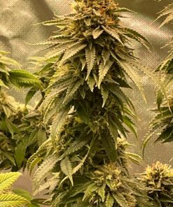 Humboldts Secret Flower Stacker – Best Flowering Formula for Bigger Harvests - Flowering Plant Food - Nutrient System for Potting Soil for Indoor Plants & Outdoor Plants - 1 Quart 32 Ounce 38 81v3huvHLhL