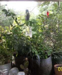 Hydrofarm HGDB25 Flexible Portable Planter, 25 Gallon Dirt Pot, 25 gal Handles 11 81vAi2YsL