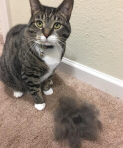 JW Petmate GripSoft Cat Brush, White & Blue, One Size 29 81vC uDn6aL