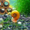 Ramshorn Snails, Algae Eater, Live Snails for Freshwater Aquariums - 1/8 to 1/2 inch (5 Snails) 5 Snails