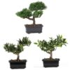 Nearly Natural 4122 8.5in. Bonsai Silk Plant Collection (Set of 3),Green