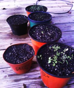 12 Culinary Herb Seeds Assortment - Non-GMO Herb Garden Starter Set - Grow Cooking Herbs: Parsley, Thyme, Cilantro, Basil, Dill, Oregano, Sage & More 56 81vHgL5IegL 3