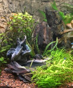 Finnex Planted 24/7 Fully Automated Aquarium LED, 36-Inch Not Controllable 36 Inch 34 81vL1 V9 bL