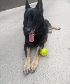 Advantage II XL Dog Vet-Recommended Flea Treatment & Prevention | Dogs Over 55 lbs. | 6-Month Supply 6-Pack 29 81vLIjXsAL