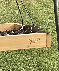 Nature's Way Bird Products CWF3 Cedar Platform Tray Bird Feeder 12" x 12" 12" x 12" 32 81vRYkS3qCL