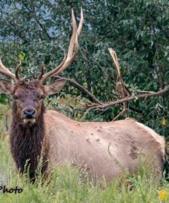 SanDisk 64GB Extreme PRO SDXC UHS-I Memory Card (SDSDXXG-064G-GN4IN) 33 81vSQTD29pL