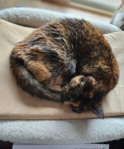 MidWest Homes for Pets Bolster Fleece Pet Bed for Dog And Cats 24L-Inch White w/ Comfortable Bolster | Ideal for Small Dog Breeds & Fits a 24-Inch Dog Crate | Machine Wash & Dry | 1-Year Warranty 40 81vdnRoOpwL