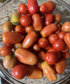 Burpee Super Sweet 100' Hybrid Cherry Tomato, 50 Seeds 27 81vhp430wzL
