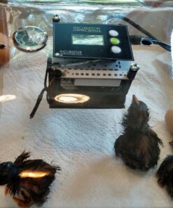 IncuView™ 3 Pro All-in-One Automatic Egg Incubator w Built-in Egg Turner, Incubator Warehouse, Countdown Hatch Timer, Auto-Off Egg Turner, Universal Egg Turner, Quail - Goose, 2022 36 81vimNACsL