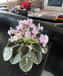 Jack's Classic Blossom Booster 10-30-20 Water Soluble Plant Food for Flowering Plants, 1.5lb 1.5 Pounds 25 81vkGviJF5L