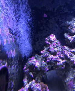 Chemi-Clean - 2 g 2g 53 81vkKiOpR2L