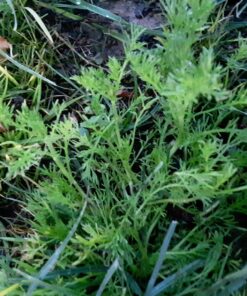 Outsidepride Perennial Roman Chamomile Evergreen Carpet Herb Garden Plants - 25000 Seeds 21 81vlQi6f92L