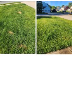 Lawnlift Ultra Concentrated (Green) Grass Paint 16oz. = 1.375 Gallons of Product. 41 81vmX7Wy8ZL