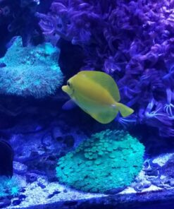 MarineLand Diamond Media Premium Activated Carbon, Blacks & Grays, 40-Ounce (PA0373) 43 81vnhc0ZpbL