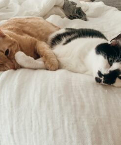 Blue Buffalo Cat Food, Natural Chicken Recipe, Wilderness High Protein, Adult Dry Cat Food, 12 lb bag 12 Pound (Pack of 1) 35 81vrAENmafL