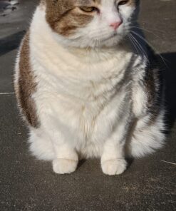 Natural Balance Fat Cats Low-Calorie Dry Cat Food for Overweight Adult Cats, Chicken Meal, Salmon Meal, Garbanzo Beans, Peas & Oat Groats Recipe, 6 Pound (Pack of 1) Chicken Meal, Salmon Meal, Beans, Peas, Oats 6.00 Pound (Pack of 1) 28 81vyYhUNDJL