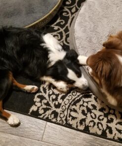 Pawstruck Natural Cow Hooves for Dogs - Made in The USA Long Lasting Beef Hoof Dental Treat Chews - No Artificial Preservatives - 10 Count - Packaging May Vary 49 81w s8cmmlL