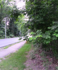 4K Video Camera Camcorder, 30MP UHD Wifi IR Night Vision Video Recorder with IR Flashlight, Vlogging Camera for YouTube Filming, 30X Digital Zoom Touch Screen Video Camera with Remote, Wide Angle 75 81w58i5gOPL