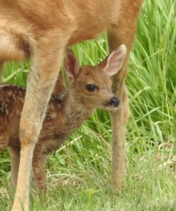 Nikon COOLPIX P900 Digital Camera (Black) 97 81w7GPxJVeL