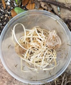 Praying Mantis (5) Egg Cases with Habitat Cup- 5 Egg Cases & 1,500 Live Ladybugs 38 81wDI3SUcIL 1