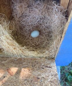 MagJo Premium Aspen 12 Pack Excelsior Nesting Liners (12 Pack), Chicken Bedding for Nesting Box, Nesting Pads Box Liners, Chicken Bedding for coop, Chick Bedding, USA Grown & Sustainably Harvested 44 81wDVVYixL