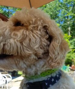 Arava Flea & Tick Collar - for Dogs & Puppies - Length-22'' - 11 Natural Active Ingredients - Safe for Babies & Pets - Enhanced Control & Defense 23 81wGPaxEHqL