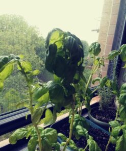 Espoma Organic Potting Soil Mix - All Natural Potting Mix For All Indoor & Outdoor Containers Including Herbs & Vegetables. For Organic Gardening, 8qt. bag. Pack of 1 51 81wH1QHt2bL 2