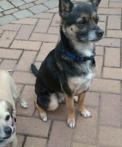 GREENIES Original TEENIE Natural Dental Care Dog Treats, 12 oz. Pack (43 Treats) Unflavored 43 Count (Pack of 1) 40 81wKxdNuskL