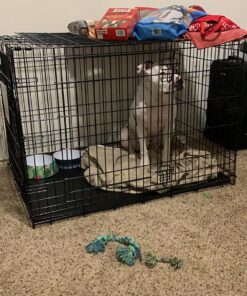 MidWest Homes for Pets Large Dog Crate | MidWest Life Stages Double Door Folding Metal Crate | Divider Panel, Floor Protecting Feet, Leak-Proof Pan | 42L x 28W x 31H Inches For Large Dog Breed 42.0"L x 28.0"W x 30.0"H Lifestages; Double Door 55 81wNA5ml3TL