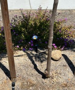 ZUCKEO Low Voltage Landscape Lights LED Landscape Lighting, 5W 12V Garden Pathway Lights Waterproof Warm White Walls Trees Flags Outdoor Landscape Spotlights with Stakes (8 Pack) 59 81wQDsFe7EL