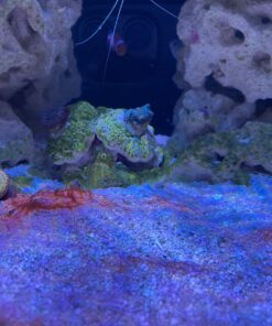 Chemi-Clean - 2 g 2g 43 81wSDklx9AL