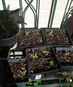 12 Culinary Herb Seeds Assortment - Non-GMO Herb Garden Starter Set - Grow Cooking Herbs: Parsley, Thyme, Cilantro, Basil, Dill, Oregano, Sage & More 40 81wTPfjVZBL 3