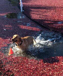 Whistle 3 / GPS Pet Tracker & Activity Monitor / Grey 54 81wTvayA3L