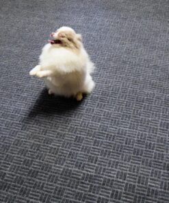 Nikon D3300 24.2 MP CMOS Digital SLR with Auto Focus-S DX NIKKOR 18-55mm f/3.5-5.6G VR II Zoom Lens (Red) 35 81wWHjURUVL