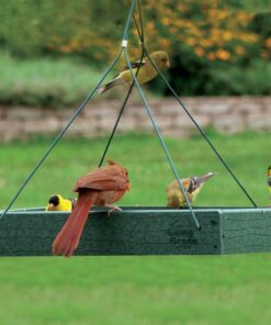Woodlink Going Green Platform Bird Feeder Model GGPLAT 33 81wWrTc761L