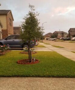 Scotts Turf Builder WinterGuard Fall Lawn Fertilizer for All Grass Types, 5,000 sq. ft., 12.5 lbs. 5,000 sq. ft. 43 81wZZ2EoQEL