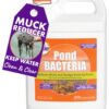 PondWorx Pond Bacteria - Formulated for Large Ponds, Water Features and Safe for Koi - Gallon 1 Gallon (128oz) 25 81wbCHuzsDL