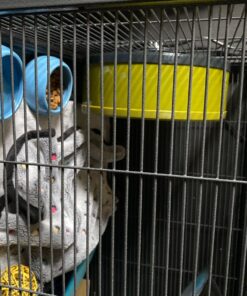 Living World Ergonomic Food Dish, for Small Animals, Blue, Small, 4.22oz, 61682A1 33 81wfeQNZYgL