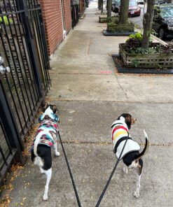 Dual Dog Leash - Double Dog Leash for Two Dogs - Tangle Free - Heavy Duty Double Ended Tandem Leash with Padded Handle for Small Medium or Large Dogs Black 31 81ws2Y7eelL