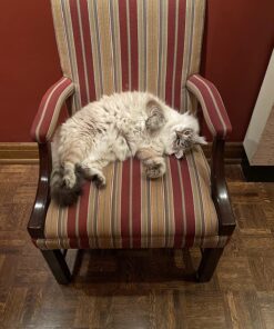 Natural Balance Fat Cats Low-Calorie Dry Cat Food for Overweight Adult Cats, Chicken Meal, Salmon Meal, Garbanzo Beans, Peas & Oat Groats Recipe, 6 Pound (Pack of 1) Chicken Meal, Salmon Meal, Beans, Peas, Oats 6.00 Pound (Pack of 1) 25 81wx2qT0JL