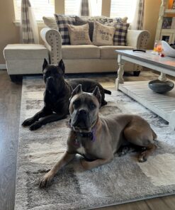 Purina DentaLife Made in USA Facilities Large Dog Dental Chews, Daily - (4) 18 ct. Pouches 18 Count (Pack of 1) 35 81x2N6DXRcL