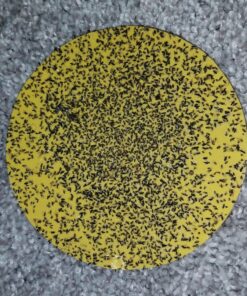 Katchy Indoor Insect Trap - Catcher & Killer for Mosquitos, Gnats, Moths, Fruit Flies - Non-Zapper Traps for Inside Your Home - Catch Insects Indoors with Suction, Bug Light & Sticky Glue (Black) Original Black 38 81xDkXzpnrL