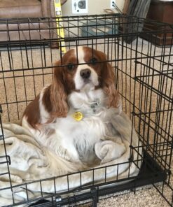 Paws & Pals Dog Crate, 24" Pet Cage, Wire Metal Kennel, with Tray, Foldable & Portable, Durable Steel Wire, Easy Setup, Ideal for Puppies & Kittens, Black 24.0"L x 16.0"W x 20.0"H 32 81xEzx6Kg0L