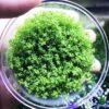 Dwarf Baby Tears Hemianthus Callitrichoides Java Moss Live Aquarium Plants Freshwater Fish Tank Vitro TC Cup by Greenpro