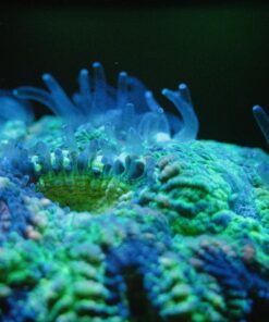 OM SYSTEM OLYMPUS M.Zuiko Digital 40-150mm F4.0-5.6 R Black For Micro Four Thirds System Camera, 3.75x Zoom Lens, Portable Design Standard Packaging 74 81xHyUnSCRL