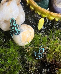 Josh's Frogs Producing Wingless Drosophila Melanogaster Fruit Fly Culture 27 81xI8hfz2HL