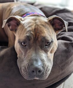 Majestic Pet 40 Inch Suede Calming Dog Bed Washable – Cozy Soft Round Dog Bed with Spine Support for Dogs to Rest their Head - Fluffy Donut Dog Bed 40x29x9 (Inch) - Round Pet Bed Large – Chocolate 40 in. 44 81xKkStXVzL