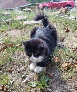 Thunderpaws Best Professional De-Shedding Tool and Pet Grooming Brush, D-Shedz for Breeds of Dogs, Cats with Short or Long Hair, Small, Medium and Large (Yellow) Yellow 32 81xOFNdzf6L