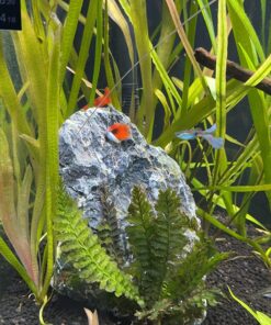 Jungle Vallisneria Rooted Plants 15-20 inches Tall - Easy Background Aquarium Plants 38 81xP9RPT48L